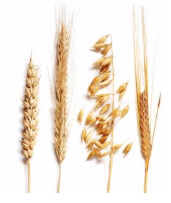 Agraquant GLuten